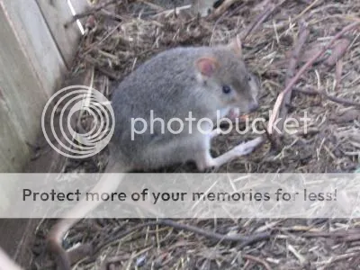 Bettong